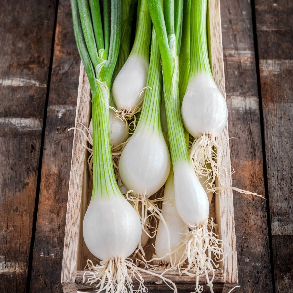 Bunching Onion- White Lisbon